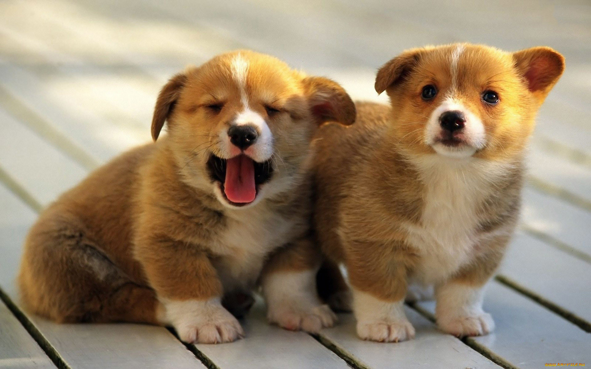 , , , , , , , pembroke, welsh, corgi